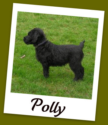 Polly