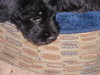 Polly