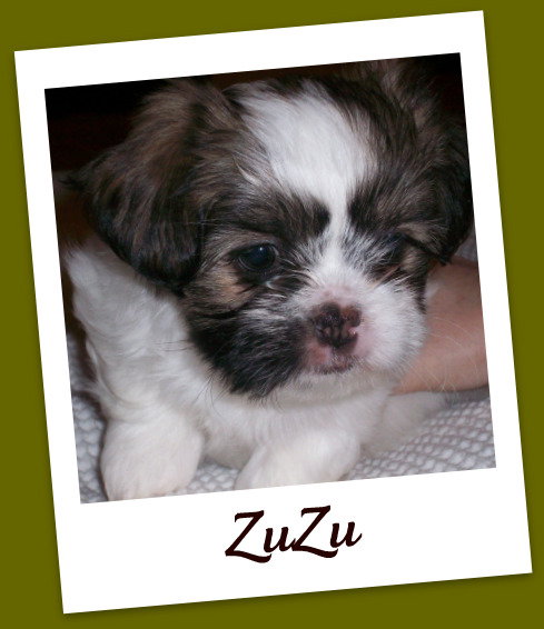 ZuZu