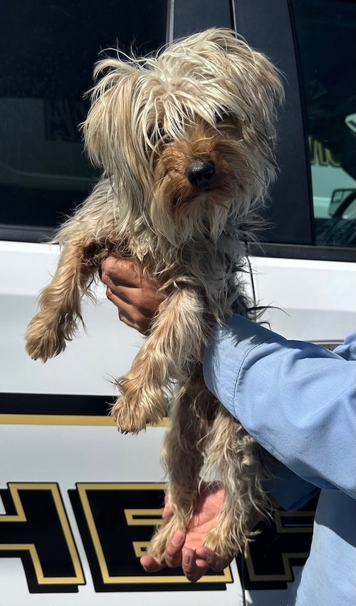 Nellie, an adoptable Yorkshire Terrier Yorkie in Penngrove, CA