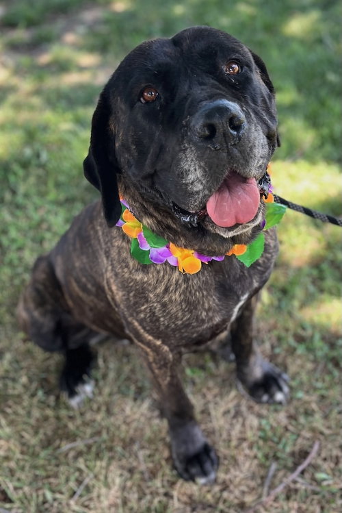 Nonnie, an adoptable Mastiff in Penngrove, CA