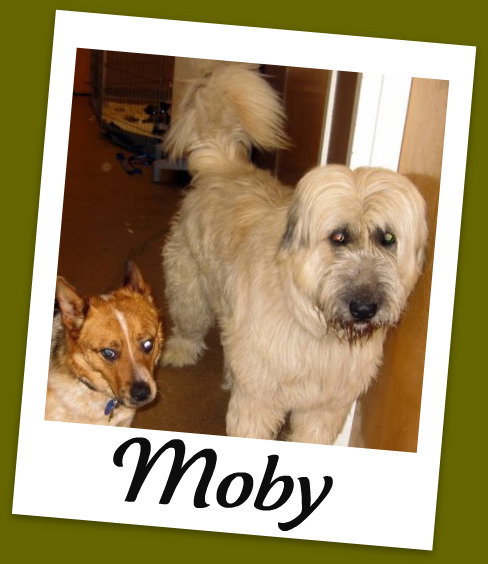 Moby
