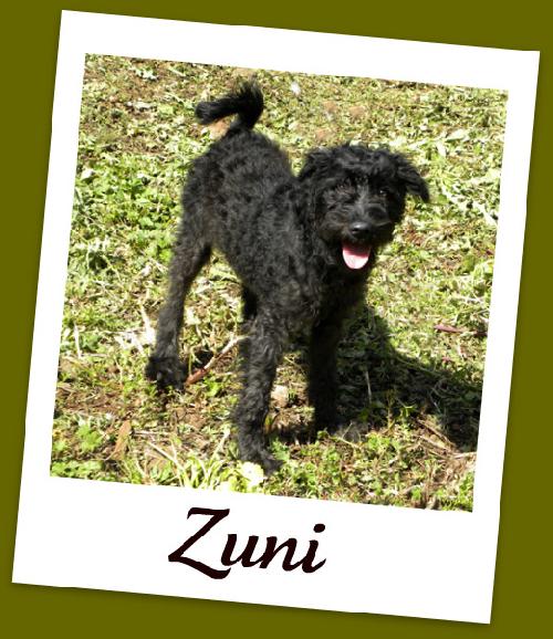 Zuni