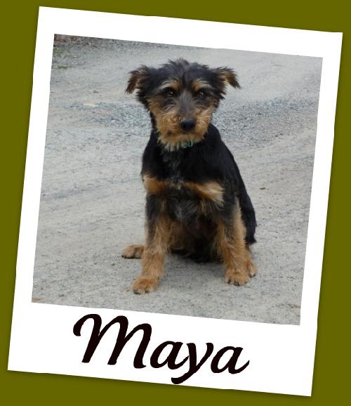 Maya