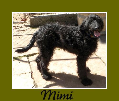 Mimi