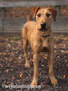 Scout