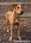Scout