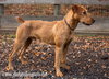 Scout