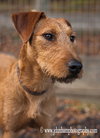 Scout