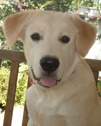 Angus