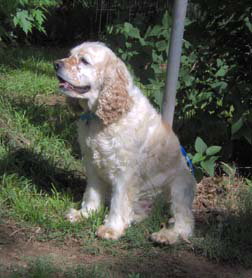 Archie