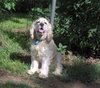Archie