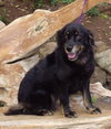 Bandit
