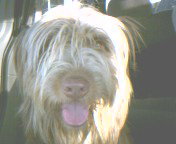 Billy Boy