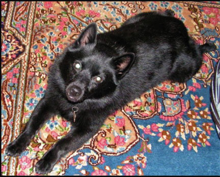 Billy-Boy