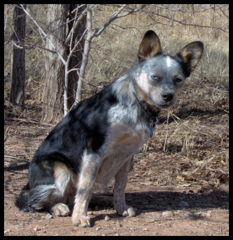 Bixby