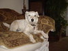 Brigit