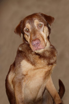 Bronson
