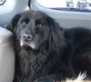 Buddy