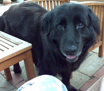 Buddy