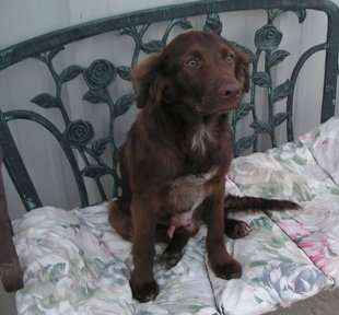 Cocoa