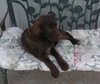 Cocoa