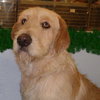 Horatio