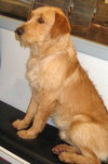 Horatio