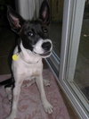 Izzy