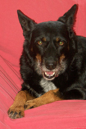 Josie