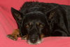 Josie