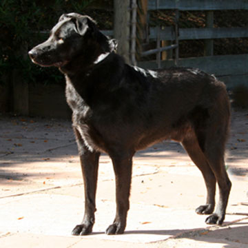Marley