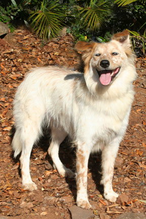 Meggie