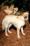 Meggie