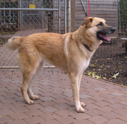 Paloma