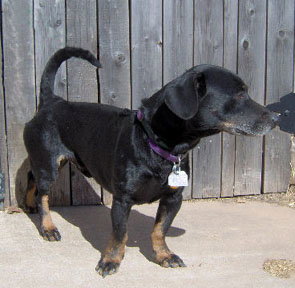 Pepper