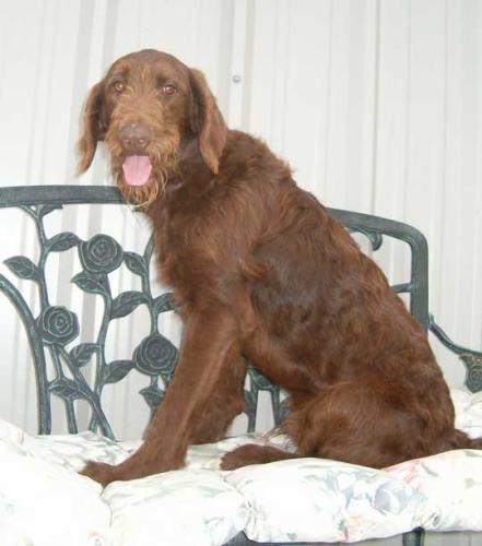 Pippin