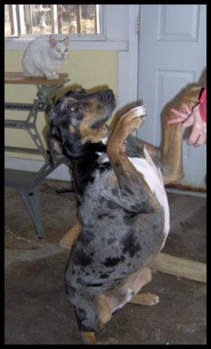 Poochie