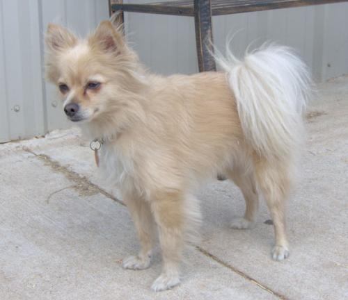Prancer