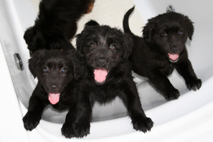 Puppies