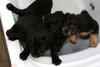 Puppies