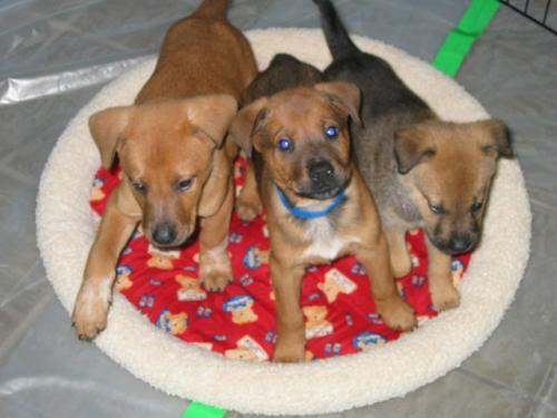 Puppies