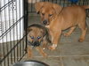 Puppies
