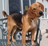 Rex