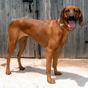 Ruby