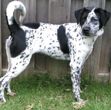 Shasta