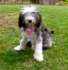 Trista