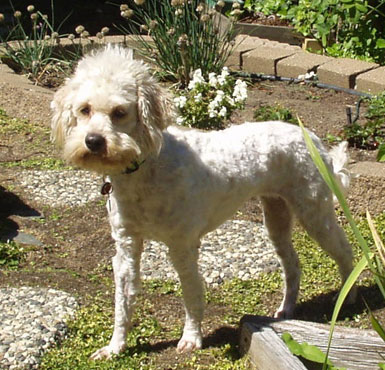 Stella
