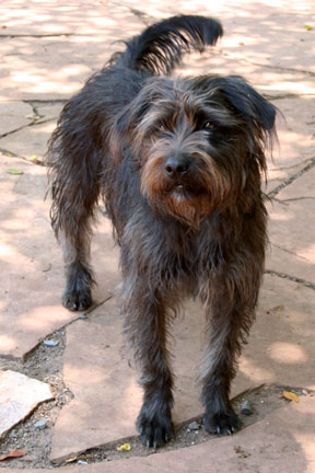 Tobey