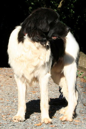 Tobias